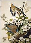 Carolina Pigeon, Mourning Dove by John James Audubon